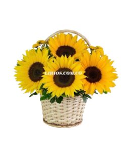 Flores Jarrones y Canastas