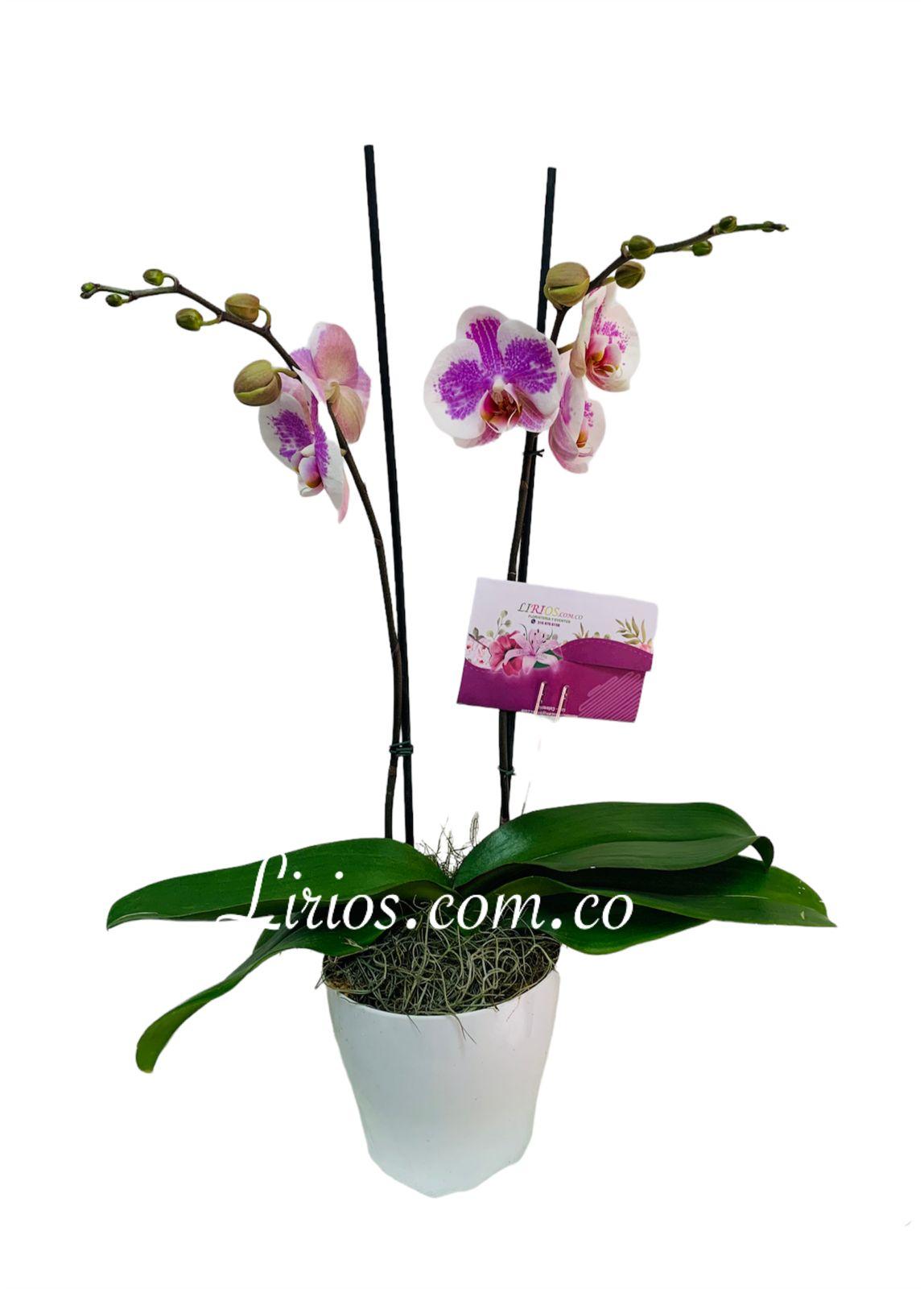 Planta Phalaenopsis - Orquídeas en Cali