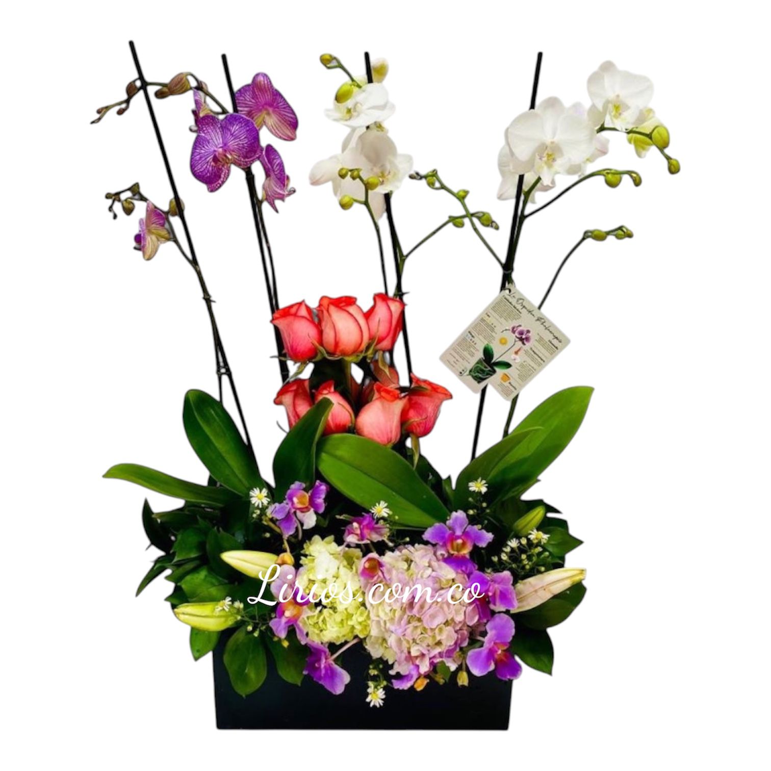 Floristería en Cali – Ramos de Flores Premium a Domicilio